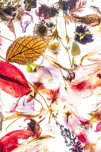 Sušené Květiny Listy Bílém — Stock fotografie
