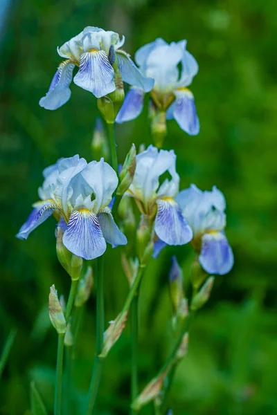 Blue Irisies Garden — Stock Photo, Image
