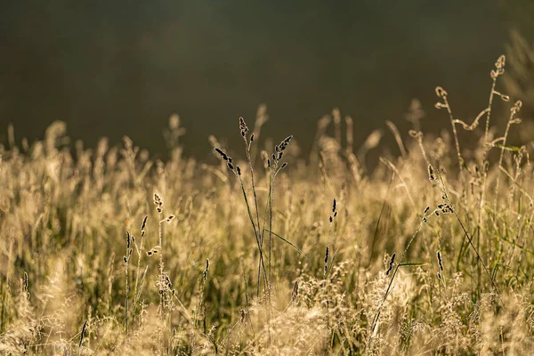 Scenery Field Plants Spreading Warmth Joy Beautiful Plant Growing Green — Stock Photo, Image