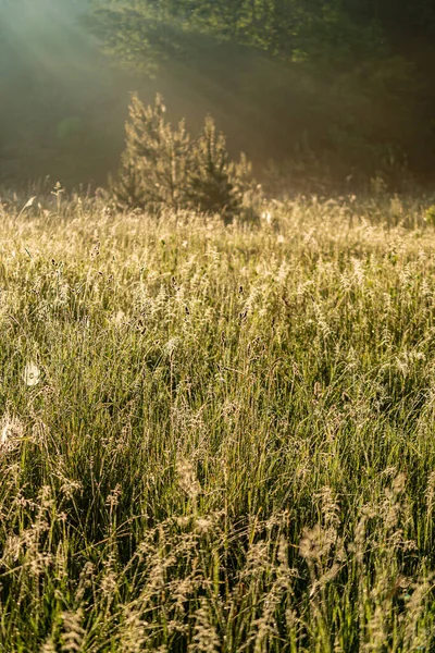 Scenery Field Plants Spreading Warmth Joy Beautiful Plant Growing Green — стоковое фото