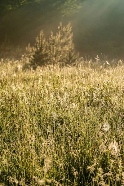 Scenery Field Plants Spreading Warmth Joy Beautiful Plant Growing Green — стоковое фото