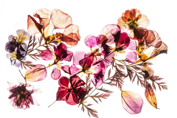 Сухі Квіти Білому Тлі — стокове фото