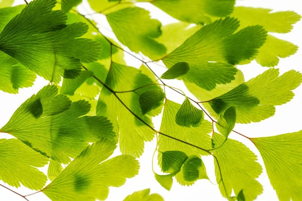 Green Leaves Branch Isolated White — Stock Photo, Image