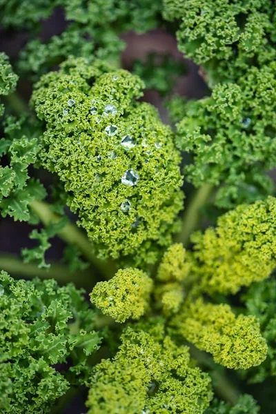 Healthy Curly Kale Growing Field — Stock Photo, Image