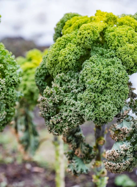 Healthy Curly Kale Growing Field — Stock Photo, Image