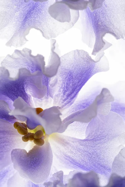 Viola Blu Sullo Sfondo Bianco — Foto Stock