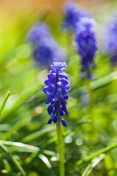 Fleurs Printanières Dans Jardin — Photo