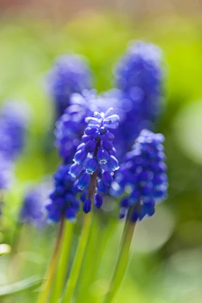 Tavaszi Virágok Kertben — Stock Fotó