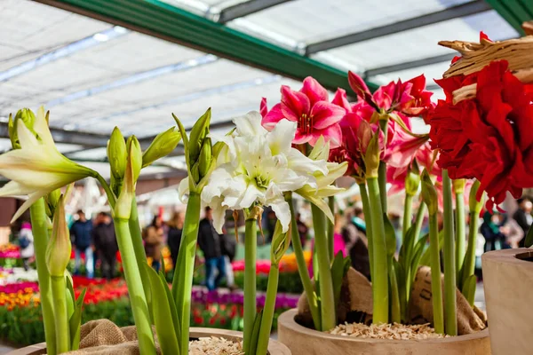 Beautiful Big Amaryllis Hippeastrum Flowers — Stock Photo, Image