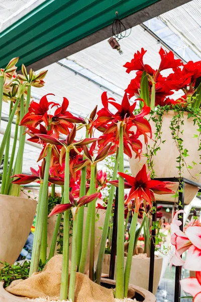Beautiful Big Amaryllis Hippeastrum Flowers — Stock Photo, Image