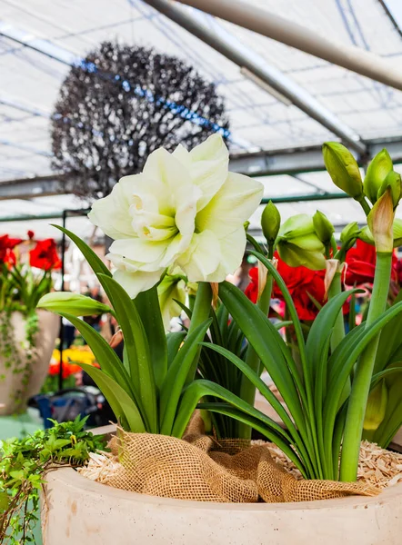 Beautiful Big Amaryllis Hippeastrum Flowers — Stock Photo, Image