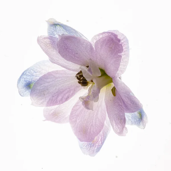 Квітка Дельфінію Ізольована Білому Тлі — стокове фото
