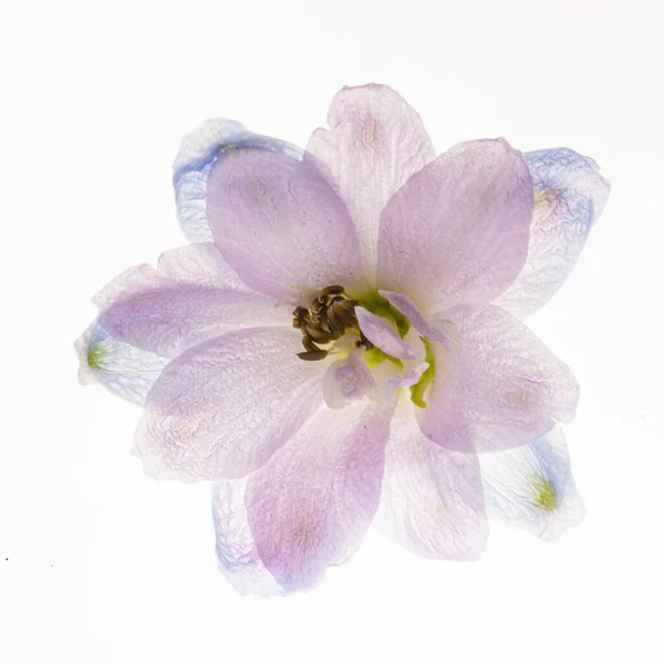Квітка Дельфінію Ізольована Білому Тлі — стокове фото