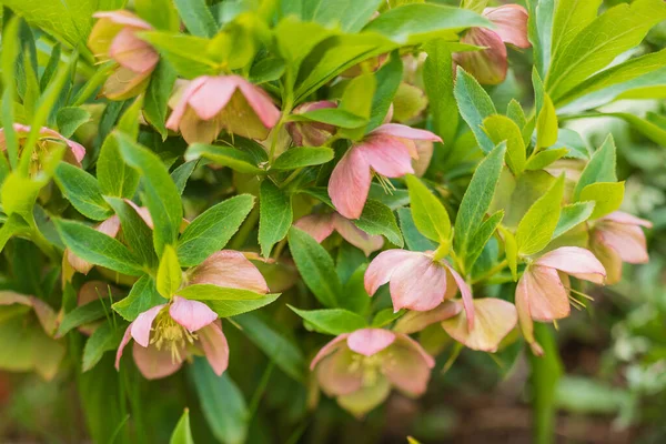 Helleborus Hellebore Schneerose Christrose Rose Blossom — 图库照片