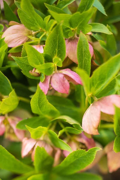 Helleborus Hellebore Schneerose Christrose Rose Blossom — Foto Stock