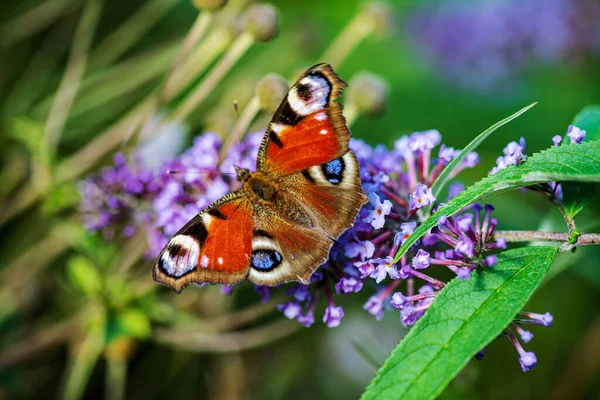 Butterfly Blue Buddleja Davidii — Stock Photo, Image