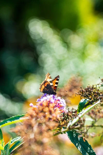 Butterfly Blue Buddleja Davidii — Stock Photo, Image