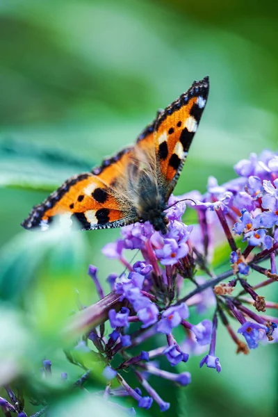 Butterfly Blue Buddleja Davidii — Stock Photo, Image