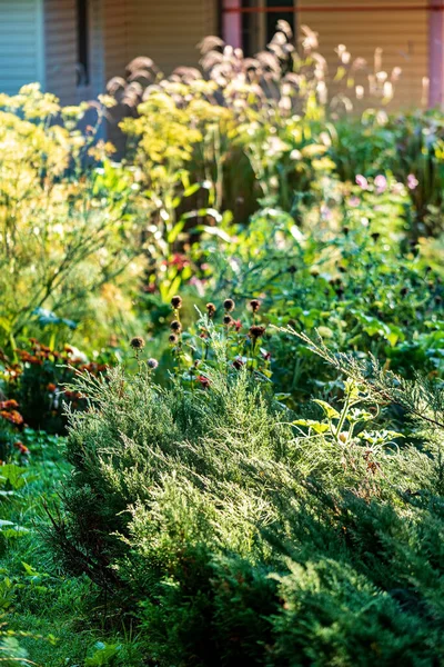 Organiczny Ogród Utrwalaczami Kwiatami — Zdjęcie stockowe