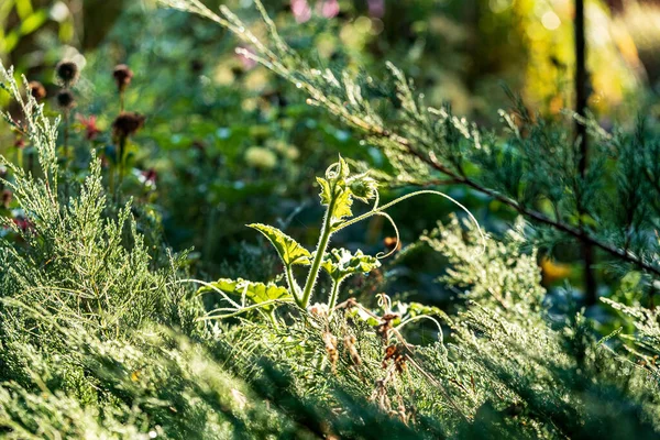 Jardin Bio Avec Des Fixes Des Fleurs — Photo