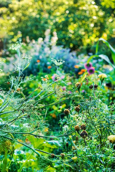 Organic Garden Fixes Flowers — Stock Photo, Image