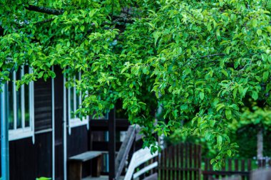 Yakınlarda küçük bir ev ve ağaç