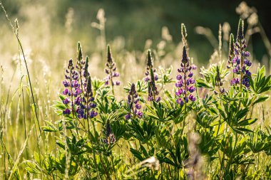 Bir demet mor lupin çiçeği