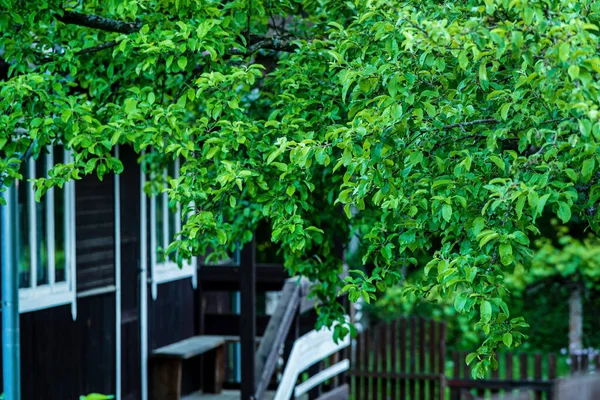 Small House Tree — Stock Photo, Image