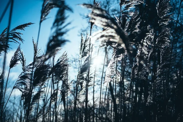 Donmuş Sazlar Kış Mevsiminde Beyaz Bulutlu Mavi Gökyüzüne Karşı Bir — Stok fotoğraf