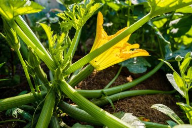 zucchini in the organic garden