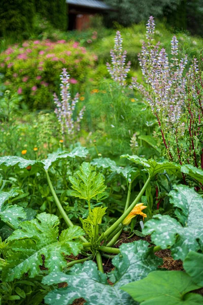 Zucchini Organic Garden — 图库照片