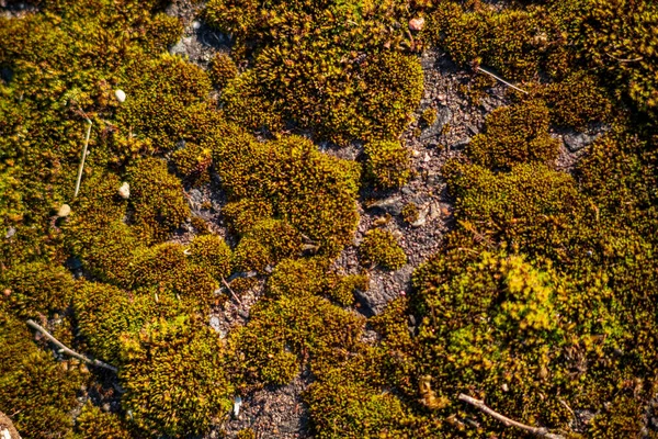 Close Moss Yellow Lichen Wall — Stock Photo, Image