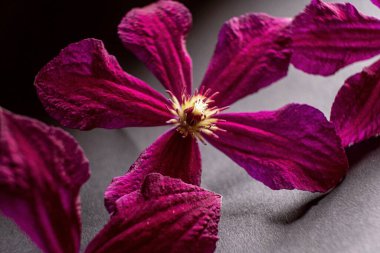 Parlak pembe çiçekler yakın