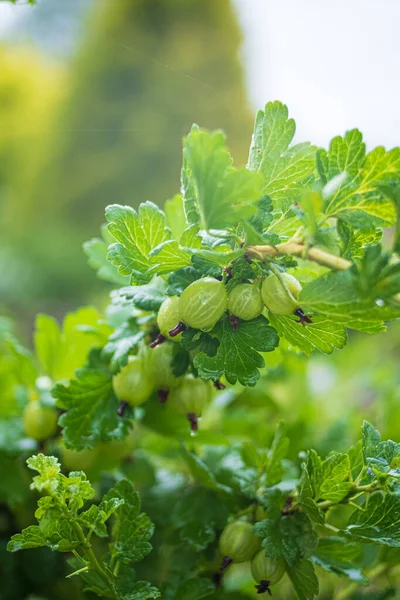 Fresh Ripe Organic Gooseberries Grow Green Garden — Stock Photo, Image