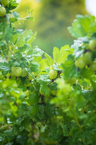 Świeże Dojrzałe Organiczne Agrest Rosną Zielonym Ogrodzie — Zdjęcie stockowe