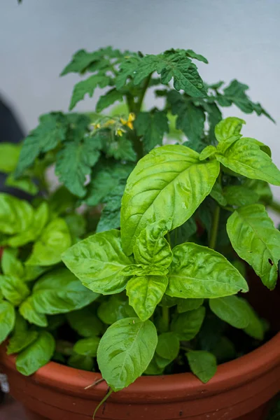 Tomato Plants Basil Pot — Stockfoto