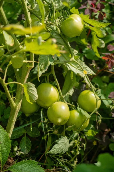 Fresh Tomato Plant Growing Greenhouse — Stock fotografie