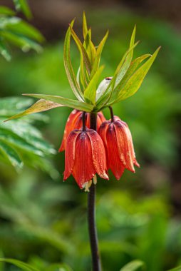 Botany and gardening, blooming orange bulbous fritillaria imperialis or poisoned plant. 