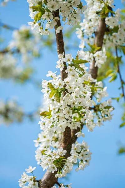 Spring Tree Garden — Stock Photo, Image