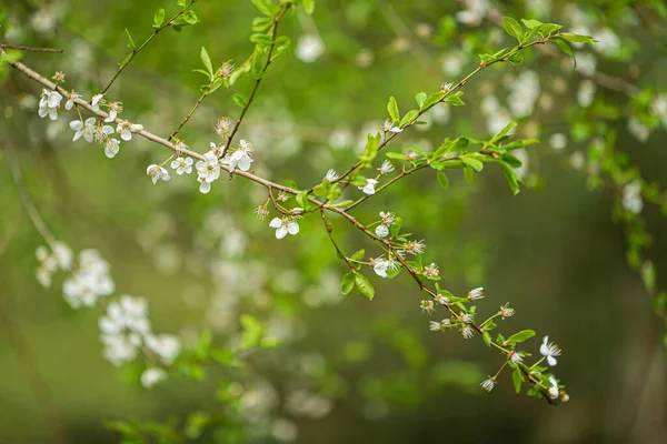 Jarní Strom Zahradě — Stock fotografie