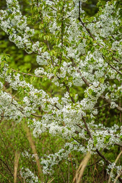 Árbol Primavera Jardín —  Fotos de Stock