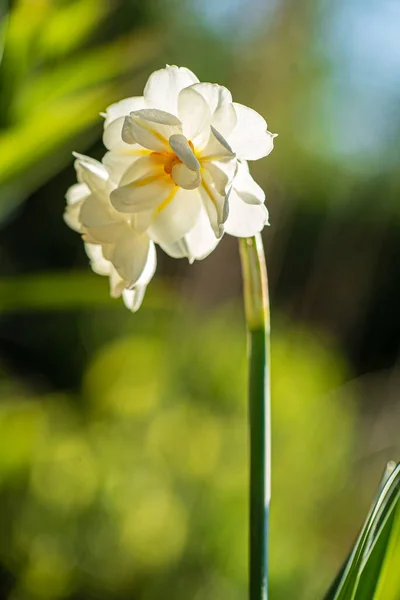 Beauty Macro Closeup Yellow Daffodil Flower — Stockfoto