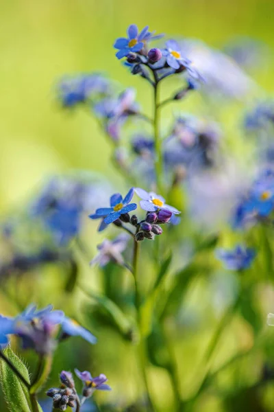 Macro Shot Forget Nots Plant Small Petals — Stok fotoğraf