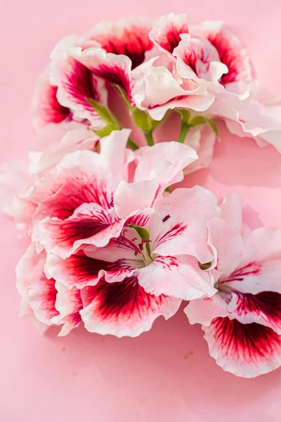 Rosa Blüten Auf Dem Rosa Hintergrund — Stockfoto