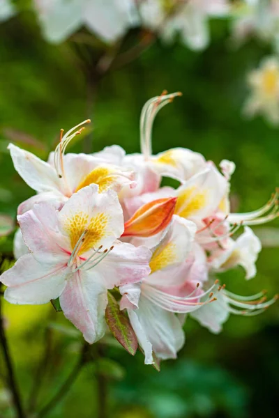 庭のピンクのツツジの花 — ストック写真