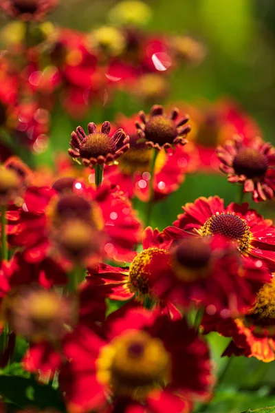 Glade Perennial Plants Sun — Stock Photo, Image