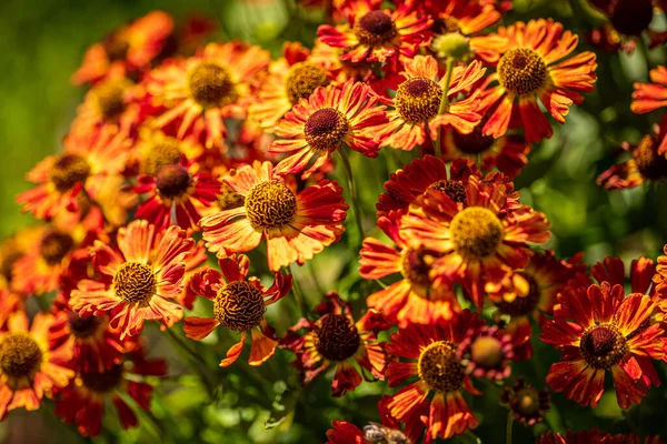 Glade Perennial Plants Sun — Stockfoto