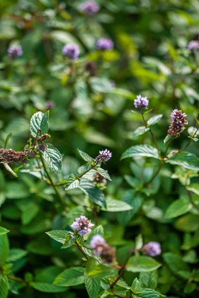 Organic Mint Garden — Stock fotografie