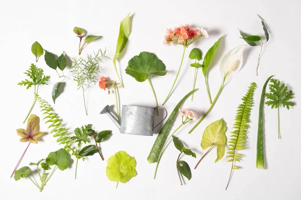 Houseplant Leaves White Background — Stock Photo, Image