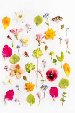 Beyaz arka planda bahar çiçekleri